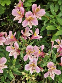 Photo, plant, flower, alstroemeria, 