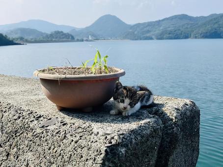 子猫 子猫 可愛い,植木鉢,猫の写真素材