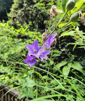 キキョウ キキョウの写真