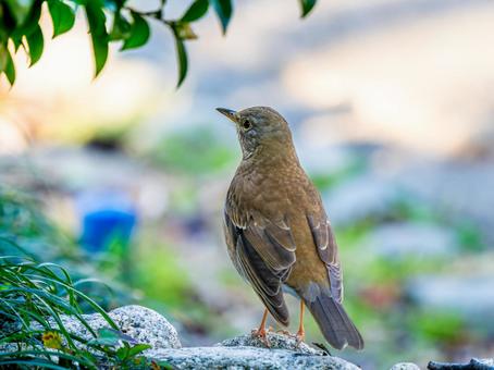 地面を歩くシロハラの写真