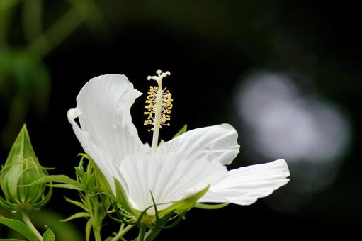 夏の花-58 夏の花-58の写真