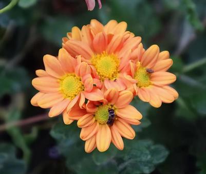 邪気払いの花の写真