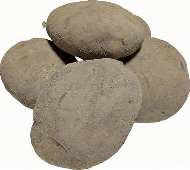 じゃがいも-28 じゃがいも,野菜,芋の写真素材