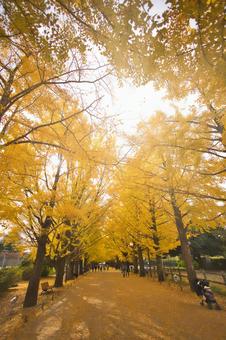 陽の当たる場所 紅葉,秋,葉の写真素材