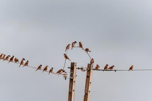 スズメちゃんの言い合い 雀,ずずめ,野鳥の写真素材