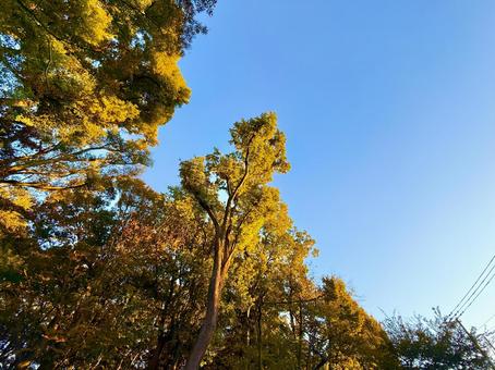 紅葉する木々とブルースカイ 青空,空,ブルースカイの写真素材