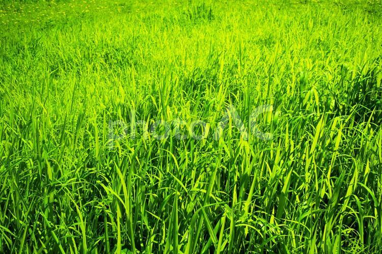 青々と茂った牧草地　茂みの背景 5374 茂み,草,緑の写真素材