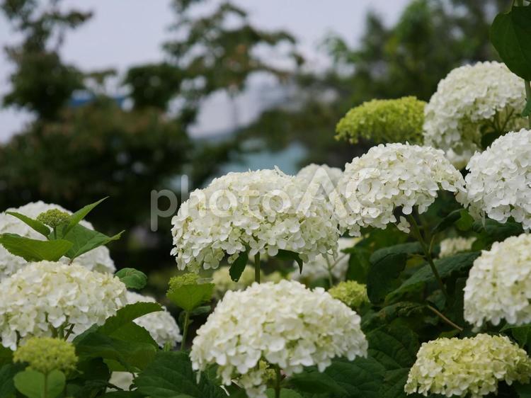 青海駅近くの水の広場公園に咲く紫陽花 青海,水の広場公園,紫陽花の写真素材