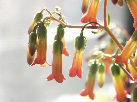 Photo, karanchoe, a flower, trumpet, 