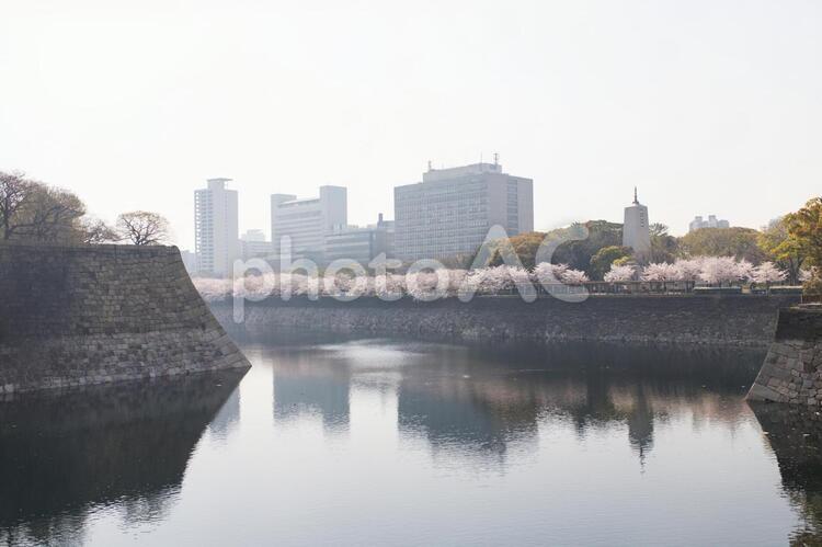 大阪城公園の桜と都会のビル 大阪城,大阪,大阪城公園の写真素材