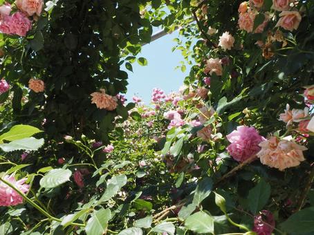 薔薇 薔薇の写真