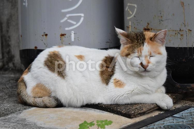 	沖縄のくつろぐ野良猫 猫,ネコ,ねこの写真素材