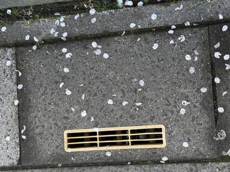 桜花びら 桜花びらの写真