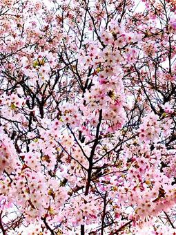 桜 桜,満開,花木の写真素材