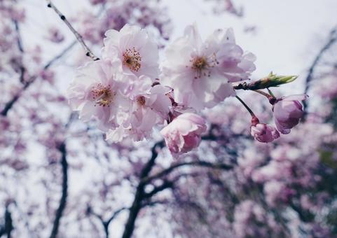 桜 桜の写真
