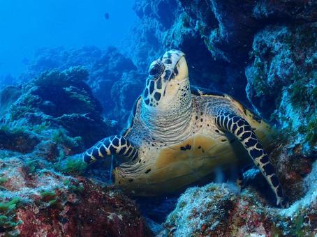 ウミガメ ウミガメ ウミガメ,カメ,海の生き物の写真素材