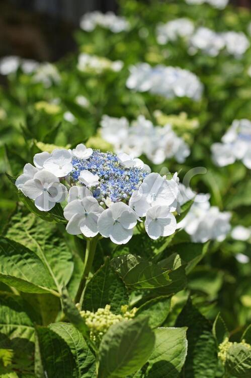 ガクアジサイ6 夏,花,あじさいの写真素材