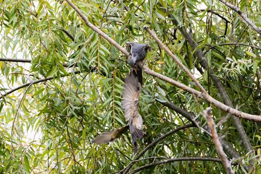 ヒヨドリ⒆の写真