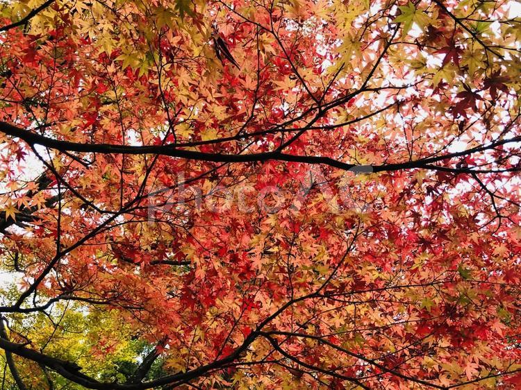 秋風に揺れるもみじ 秋,もみじ,紅葉の写真素材