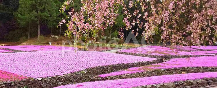 三田の芝桜のじゅうたん 花,庭園,自然の写真素材