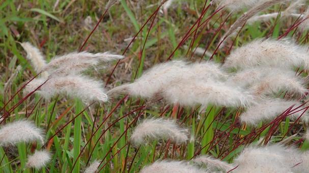 土手の草 土手の草の写真