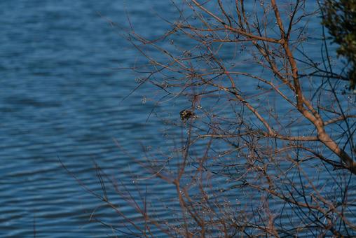 ナンキンハゼの実をついばむムクドリ ムクドリ,野鳥,鳥の写真素材
