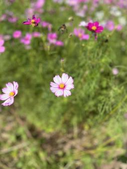 Photo, cosmos, autumn cherry blossoms, flower, 