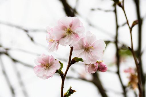 サクラ(33) サクラ(33) 花,サクラ,桜の写真素材