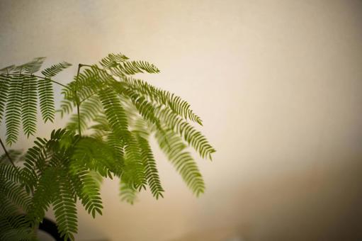 観葉植物 観葉植物の写真