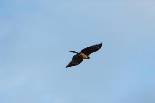 大空から獲物を探すトビ 大空から獲物を探すトビの写真