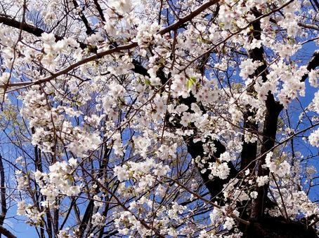 桜 桜の写真