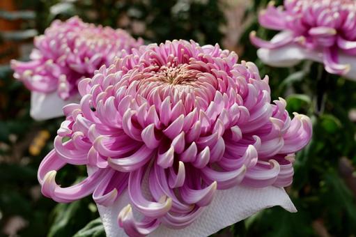 鎌倉, 大船フラワーセンターの菊の花 菊,大船フラワーセンター,鎌倉の写真素材