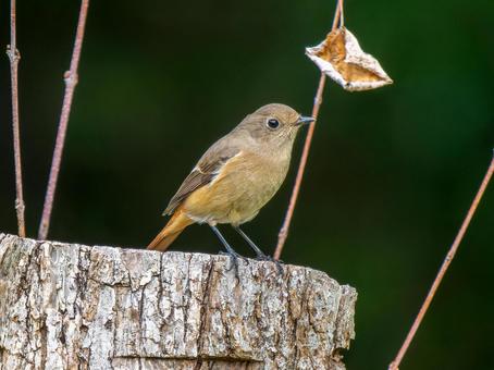 木にとまるジョウビタキのメス・ジョビコの写真