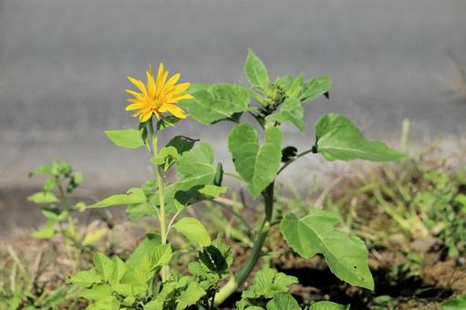 向日葵 ヒマワリ,ひまわり,向日葵の写真素材