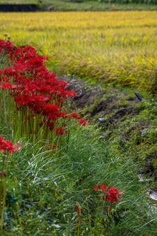 ヒガンバナ(47) ヒガンバナ(47)の写真