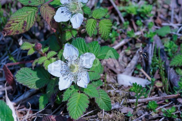 白い野いちごの花 植物,自然,野草の写真素材