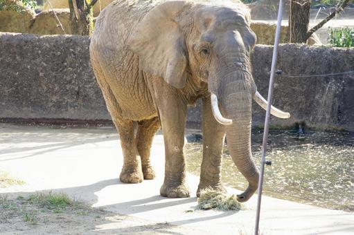 象の食事 動物,動物園,生き物の写真素材