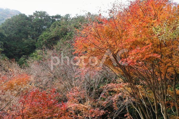 秋風に揺れるもみじの詩 秋,もみじ,モミジの写真素材