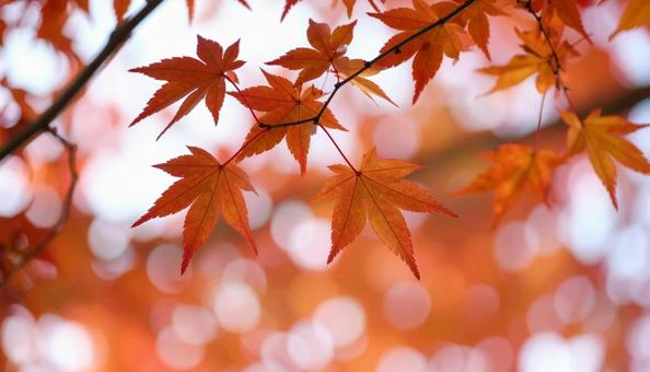 秋のカエデの紅葉 秋のカエデの紅葉の写真