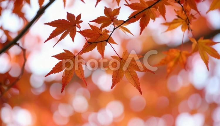 秋のカエデの紅葉 秋,楓,紅葉の写真素材