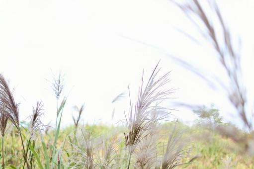 すすきの写真