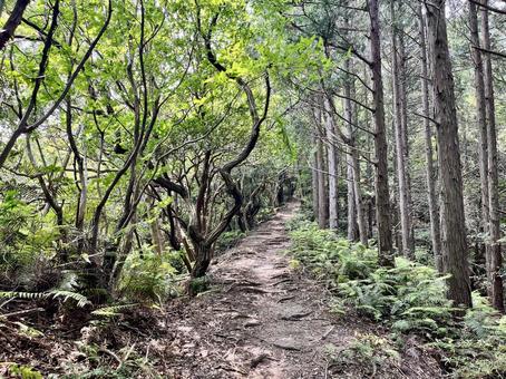 飯盛山の登山道の写真