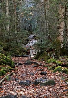白駒の森 秋 苔 白駒の森 秋 苔の写真