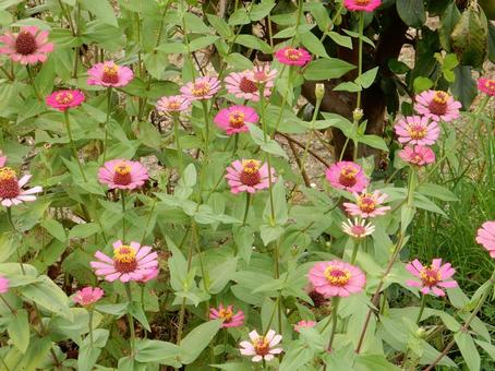 【花の写真】 ヒャクニチソウ(百日草) 【花の写真】 ヒャクニチソウ(百日草) 百日草,ヒャクニチソウ,植物の写真素材