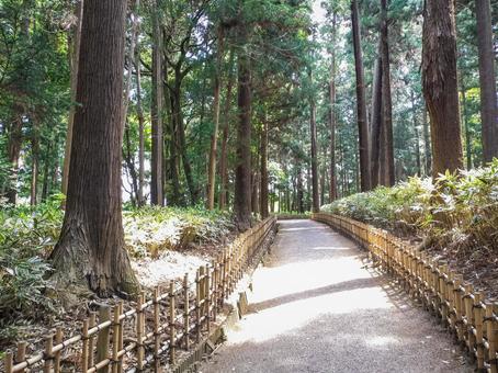 偕楽園 林の中の小径 偕楽園 林の中の小径 偕楽園,林,小径の写真素材