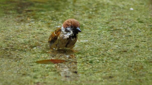 水に浸かるスズメ 野鳥,小鳥,スズメの写真素材
