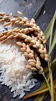 稲穂とお米 秋の収穫祭 稲穂とお米 秋の収穫祭の写真