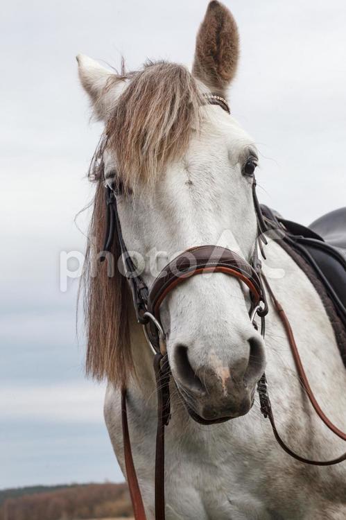 カメラ目線の白馬 馬,馬の顔,アップの写真素材