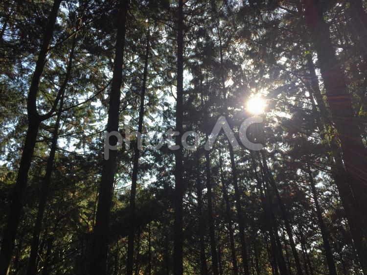 木漏れ日 木漏れ日,日差し,森林の写真素材