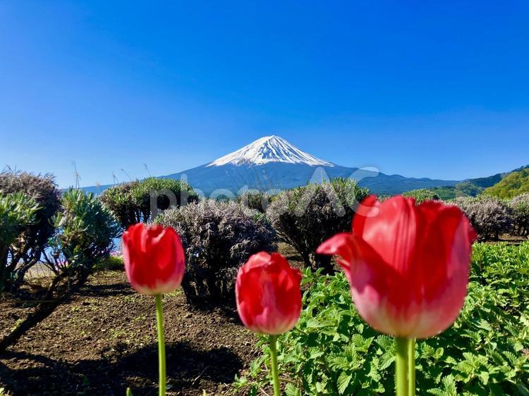 チューリップと富士山 富士山,河口湖,湖畔の写真素材